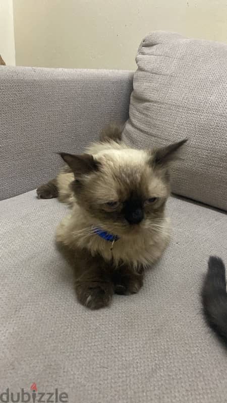 Himalayan Male Cat 2