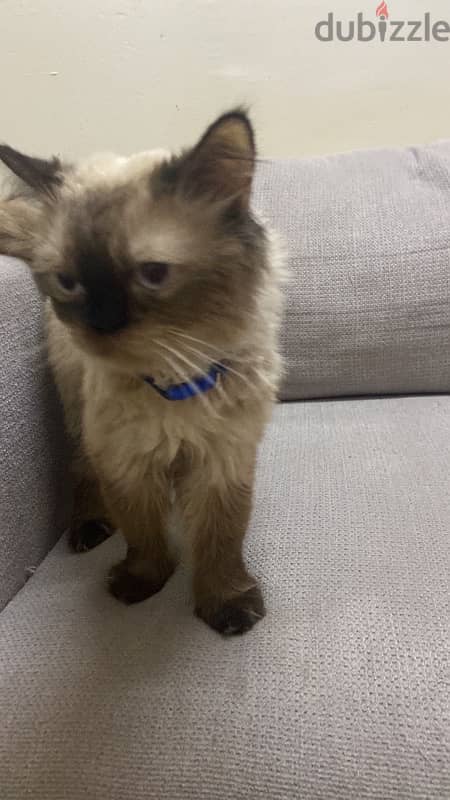 Himalayan Male Cat 3