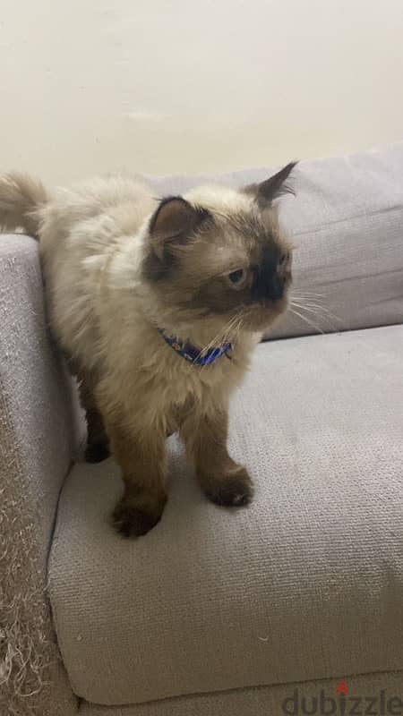 Himalayan Male Cat 4