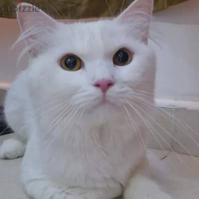 Turkish Angora