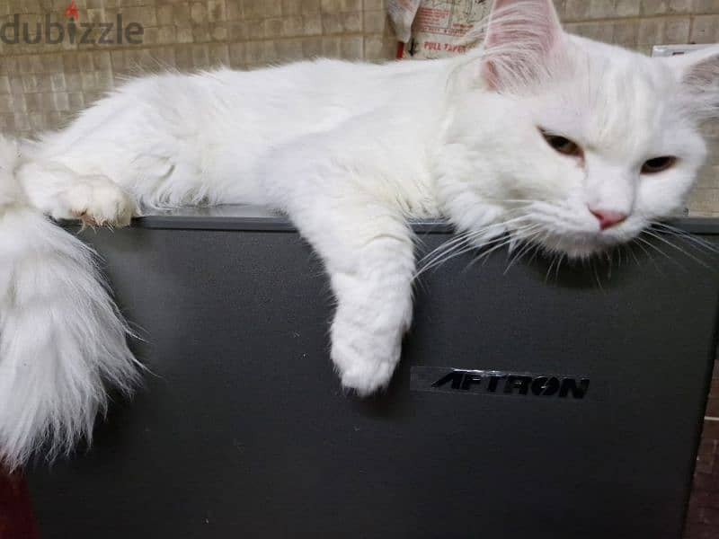 Turkish Angora 1