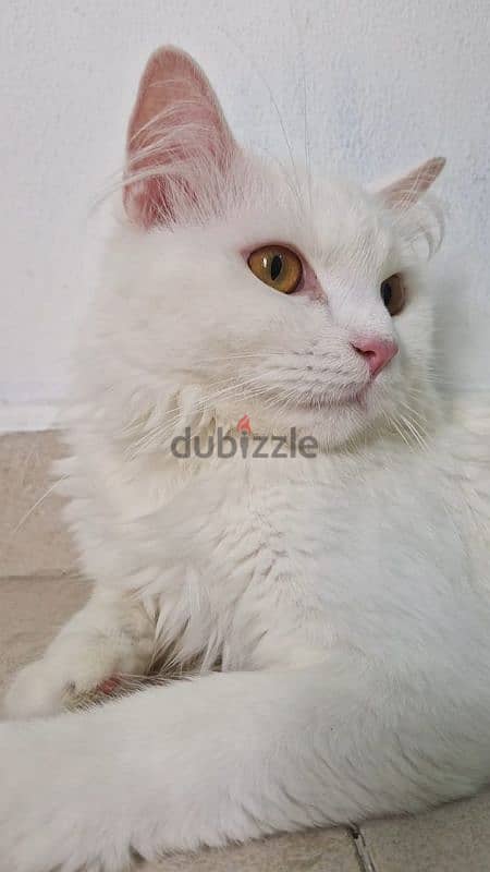 Turkish Angora 3