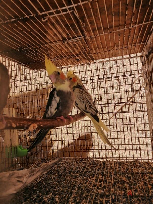 4 tamed handfeeding cockatiel 1