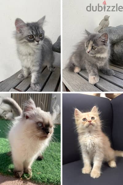 Persian kitten for sale, قطط فارسية  للبيع