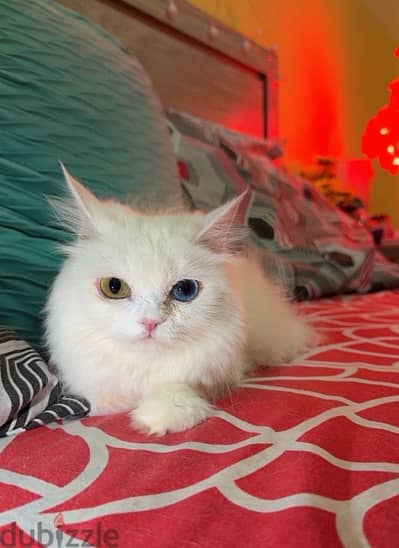 Persian Kitten Female