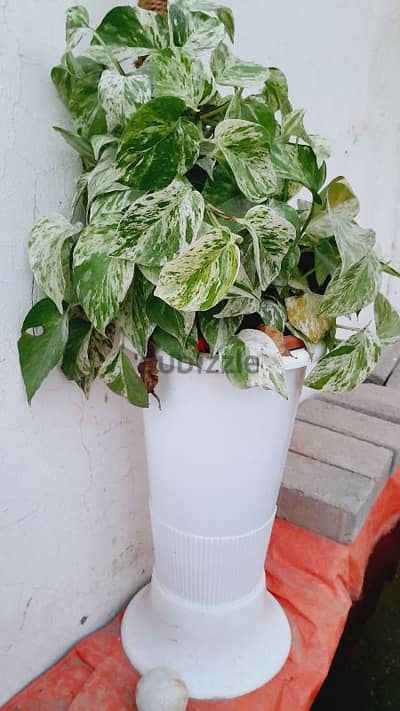 plant&pot for sale