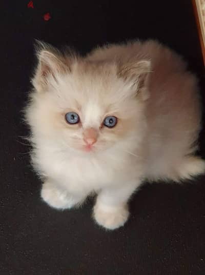 Persian Male kitten