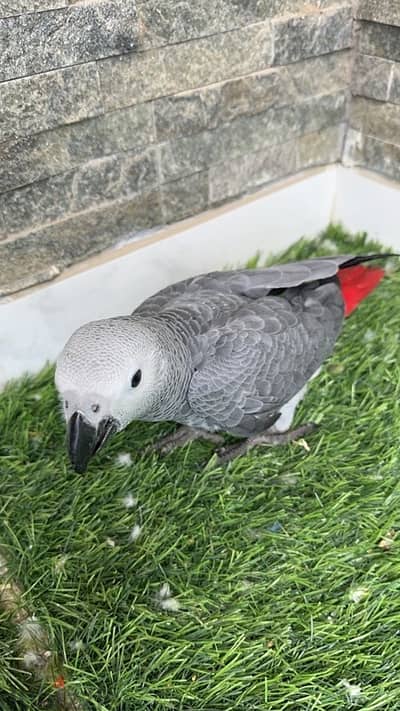 african grey