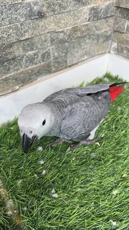 african grey 0