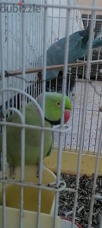 2 parrot bue n green