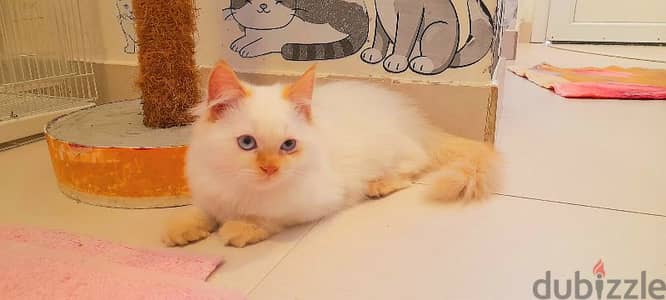 Persian Kitten  00968-97426245