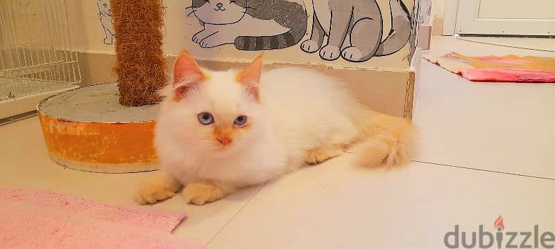 Persian Kitten  00968-97426245 0