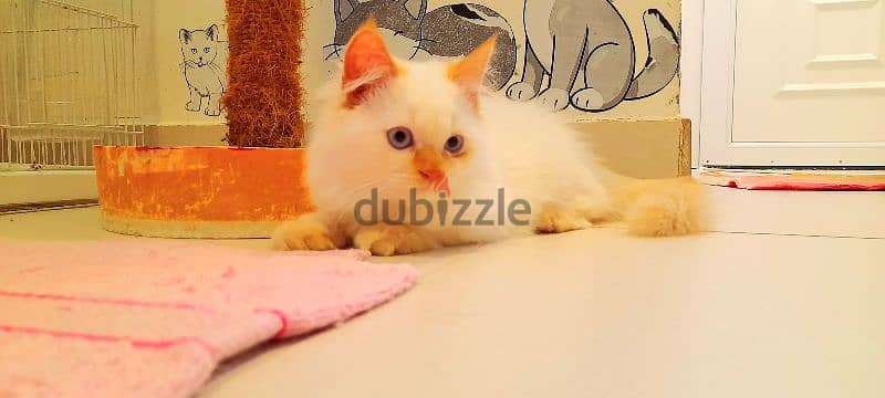 Persian Kitten  00968-97426245 1