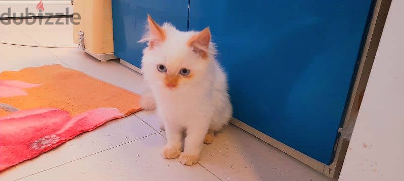 Persian Kitten  00968-97426245 2