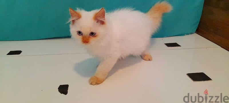 Persian Kitten  00968-97426245 4