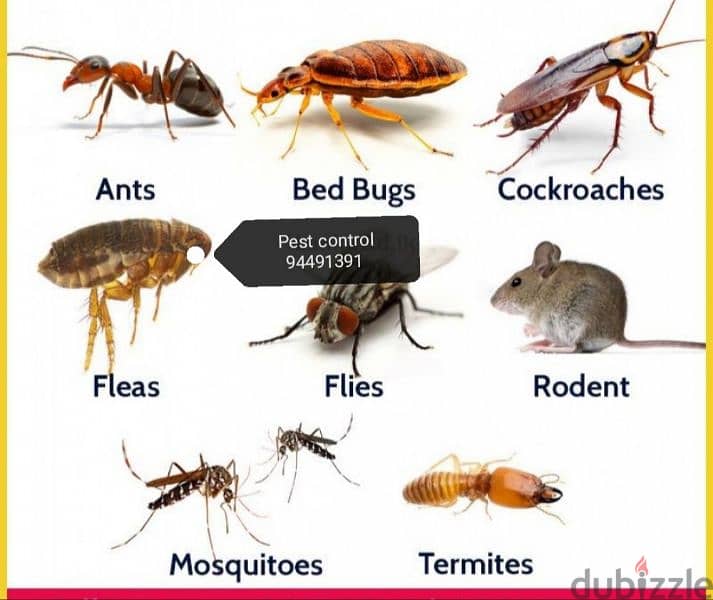 We have professional pest control service's 94491391 7