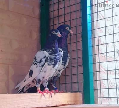 Rampuri pigeon for sale