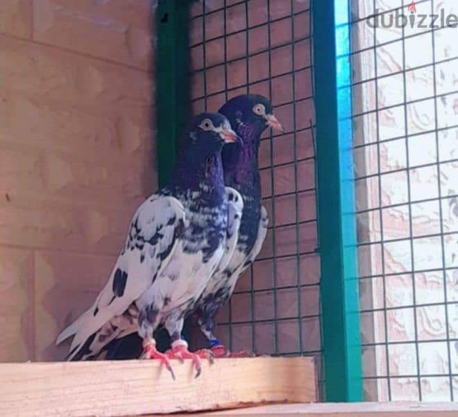 Rampuri pigeon for sale 0