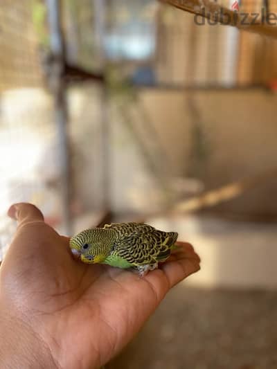 bird budgie بادجي محلي