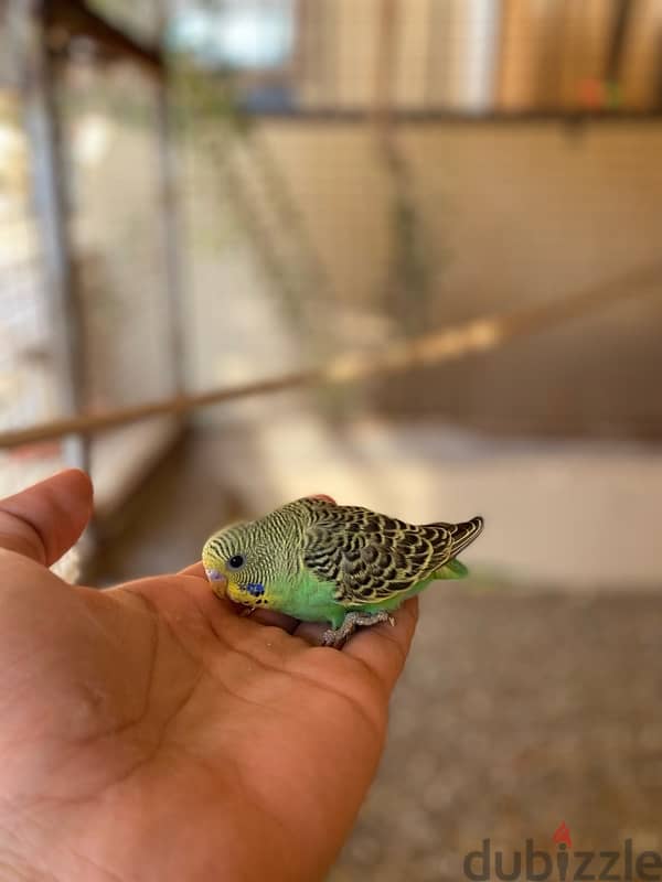 bird budgie بادجي محلي 1