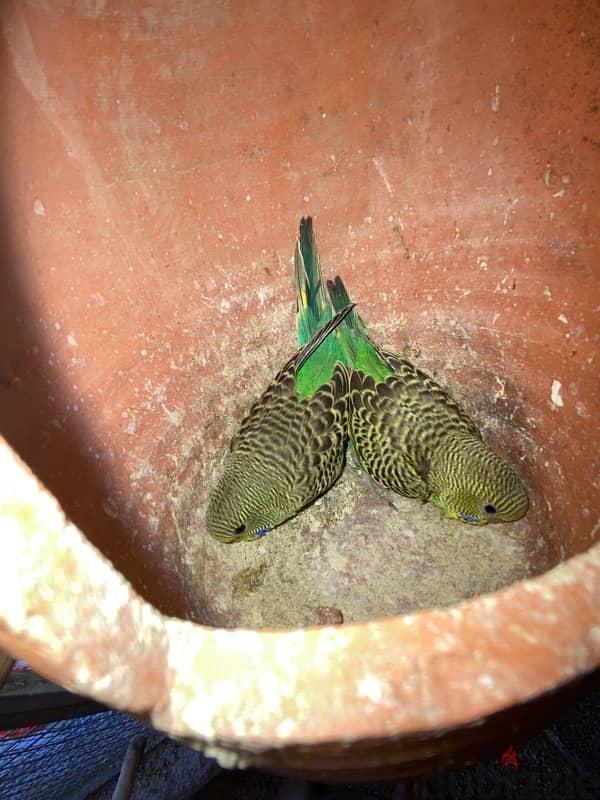 bird budgie بادجي محلي 2