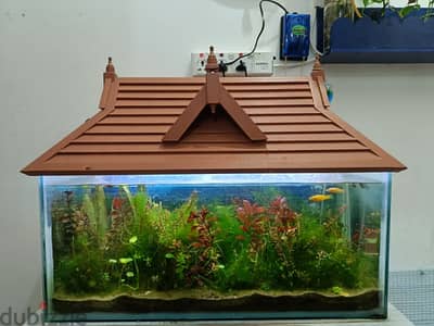 fishes and aquarium with wooden roof