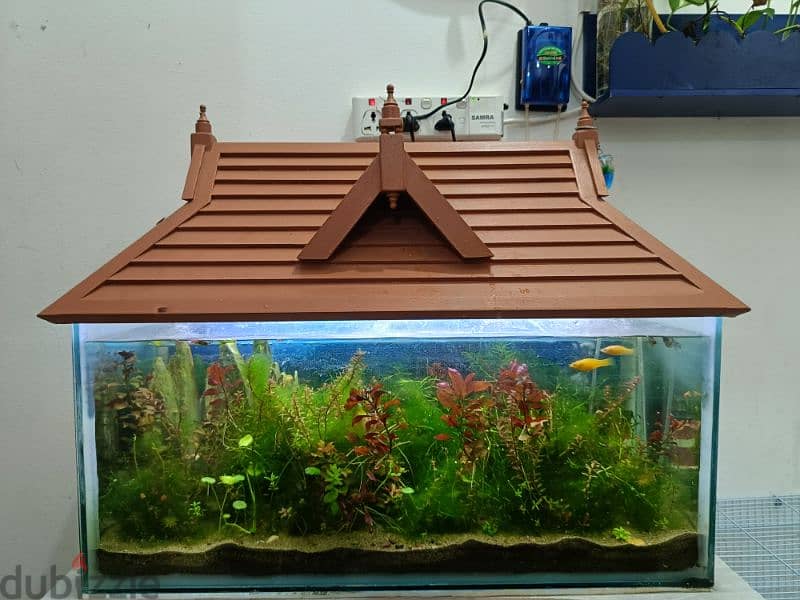 fishes and aquarium with wooden roof 0