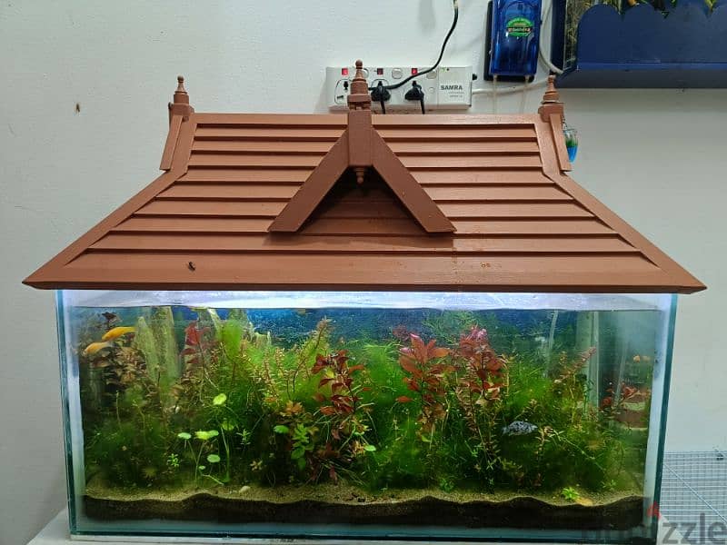 fishes and aquarium with wooden roof 3