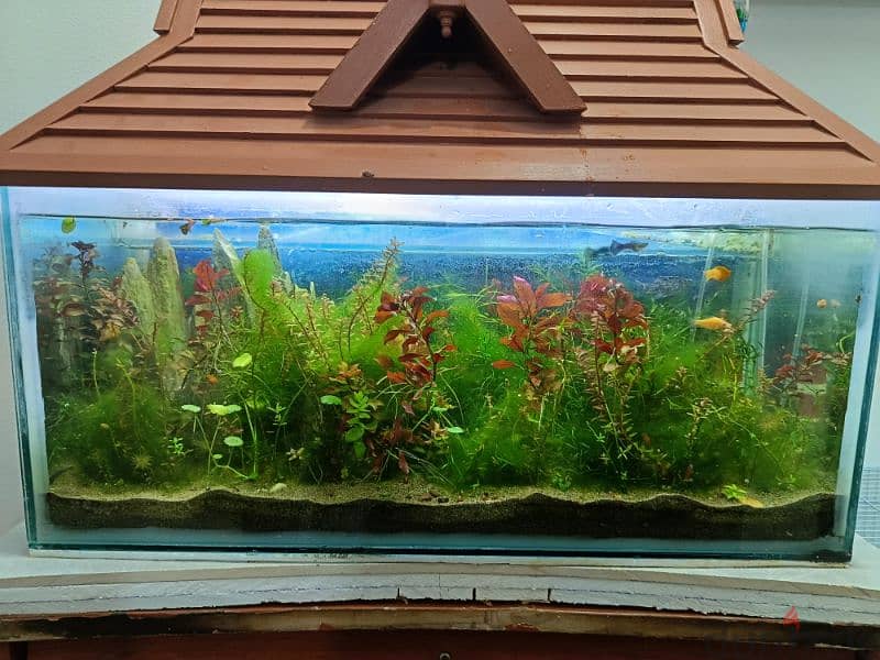 fishes and aquarium with wooden roof 4