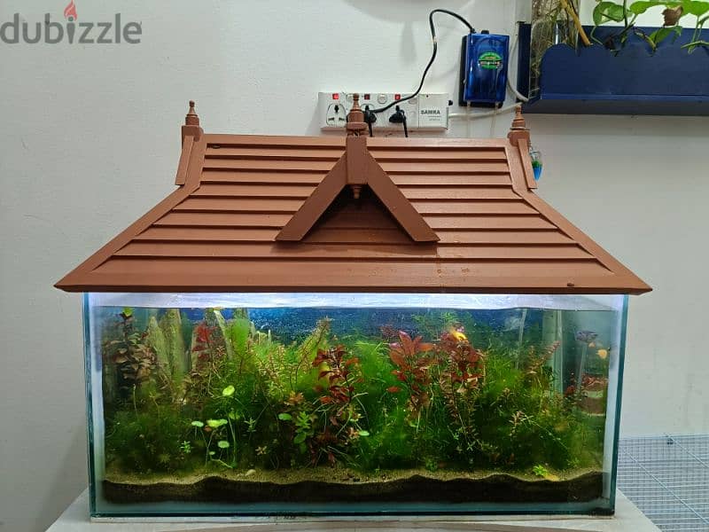 fishes and aquarium with wooden roof 6