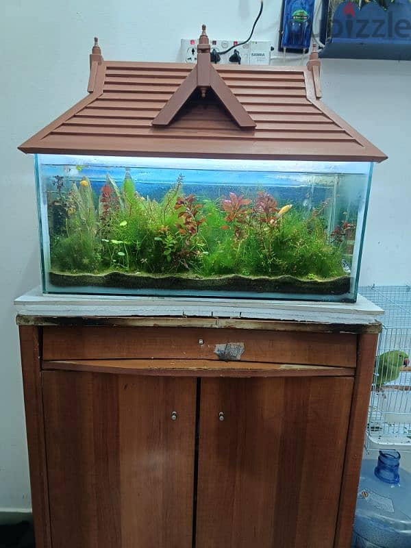 fishes and aquarium with wooden roof 8