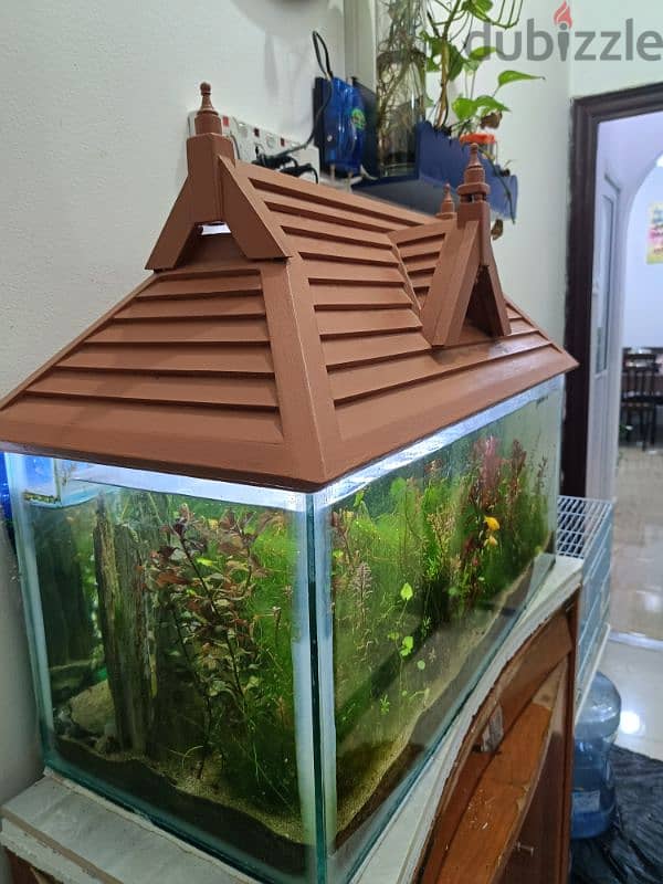 fishes and aquarium with wooden roof 10