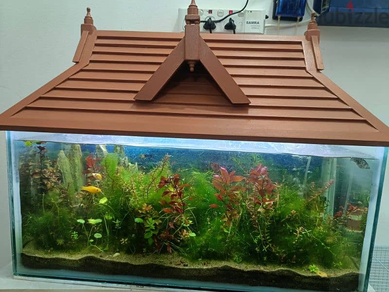 fishes and aquarium with wooden roof 11