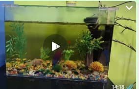 Fish Tank with accessories