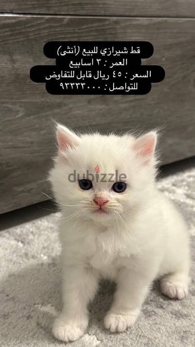 Persian cat for sale