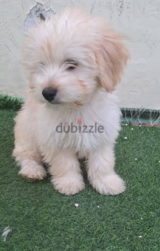 Maltese puppy for sale 1