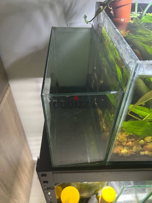 Betta fish tank 6