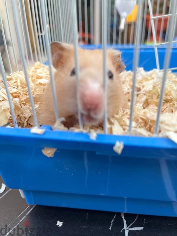 Hamster 2