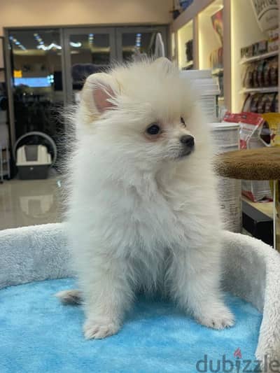 Fluffy and Adorable Pomeranian puppies For Sale