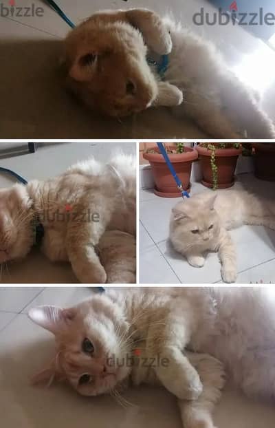 Healthy Male Ginger Cat(Litter Trained) Available for adoption