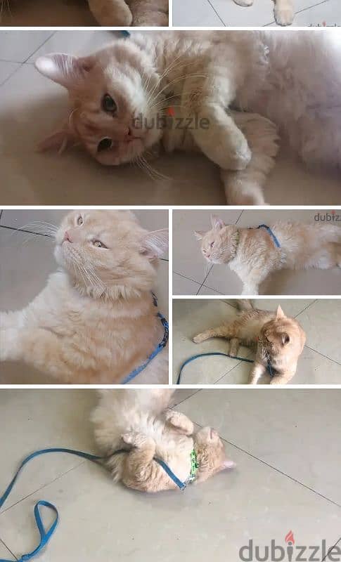 Healthy Male Ginger Cat(Litter Trained) Available for adoption 1