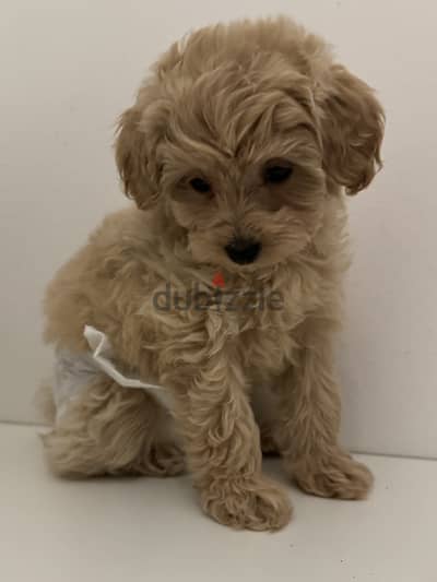 Toy poodle