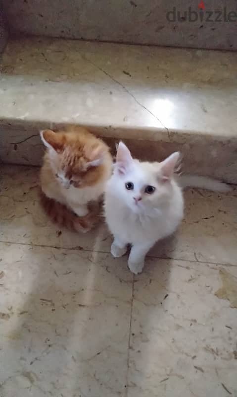 Turkish angora kitten 4