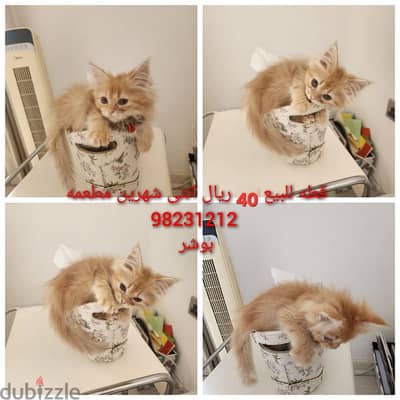 قطه للبيع.              Cat for sale