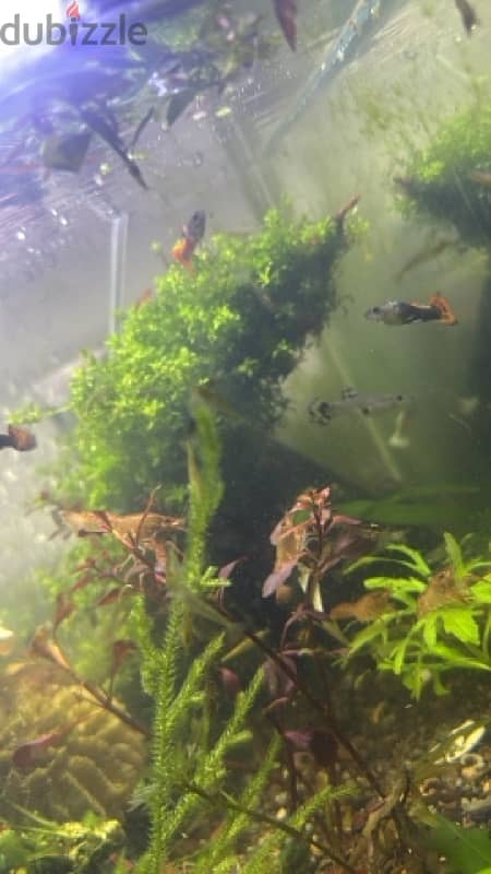 cray fish medium size babies 0