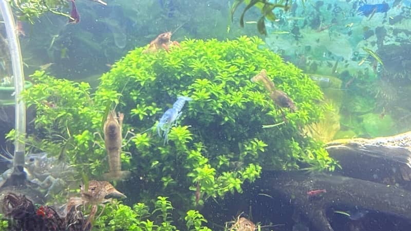 cray fish medium size babies 1