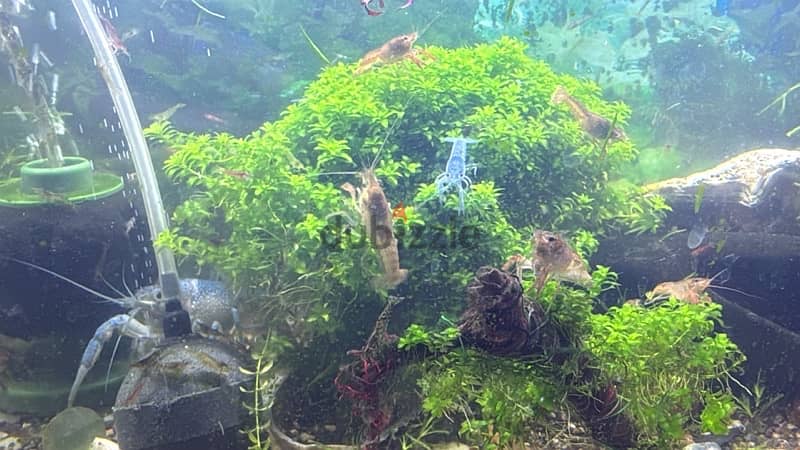 cray fish medium size babies 2