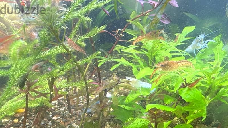 cray fish medium size babies 3