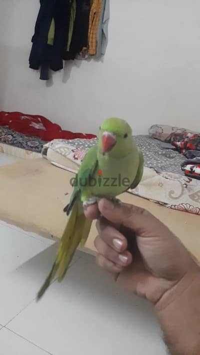 talking parrot for sale age 1.4 year meto cat voice and difrant whishe