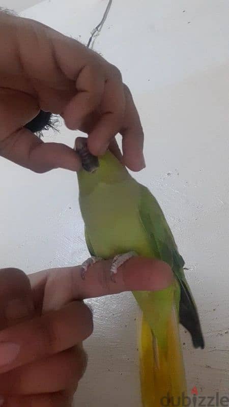 talking parrot for sale age 1.4 year meto cat voice and difrant whishe 2